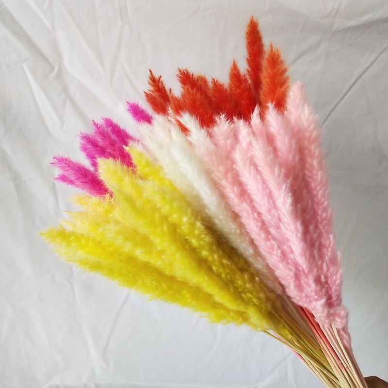 Pampas Grass Decor - Natural Dried Pampas Grass Multicolor, Fluffy