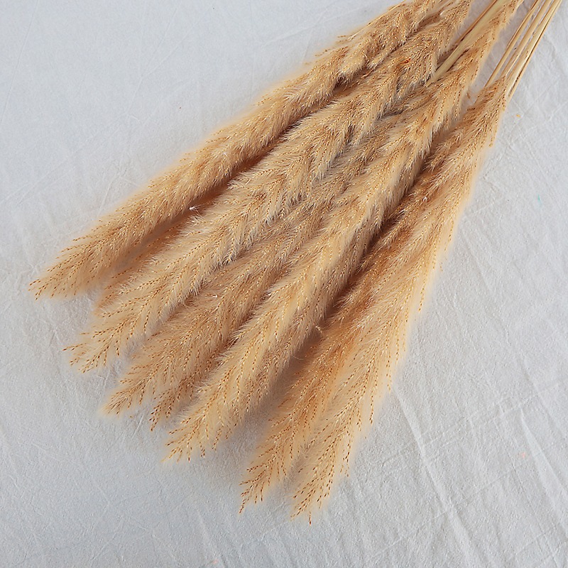 Natural Dried Pampas Grass Mul - Pampas Grass Decor recension och pris