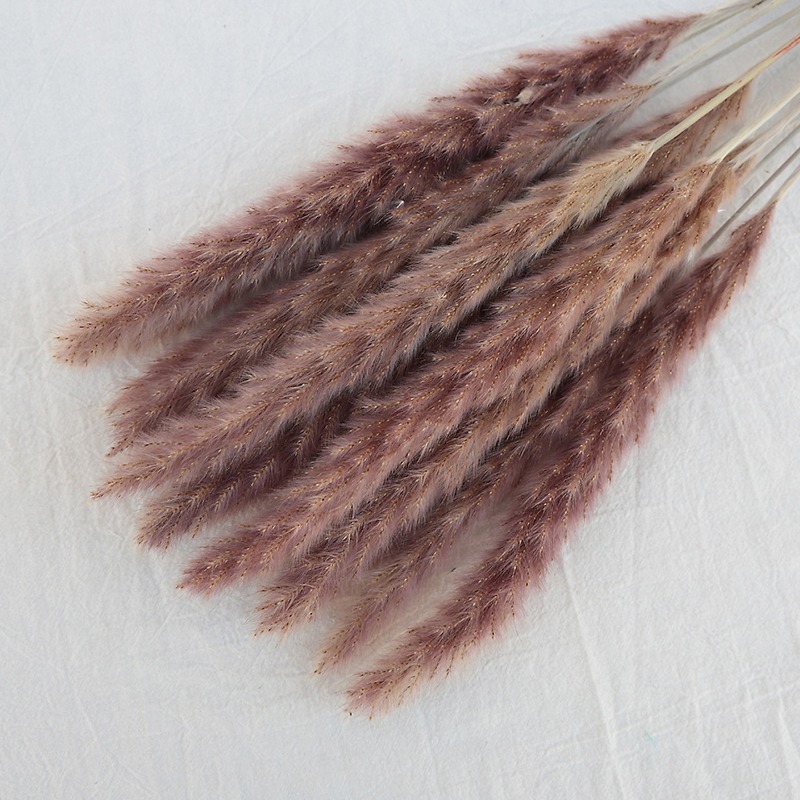 Natural Dried Pampas Grass Mul - Pampas Grass Decor recension och pris