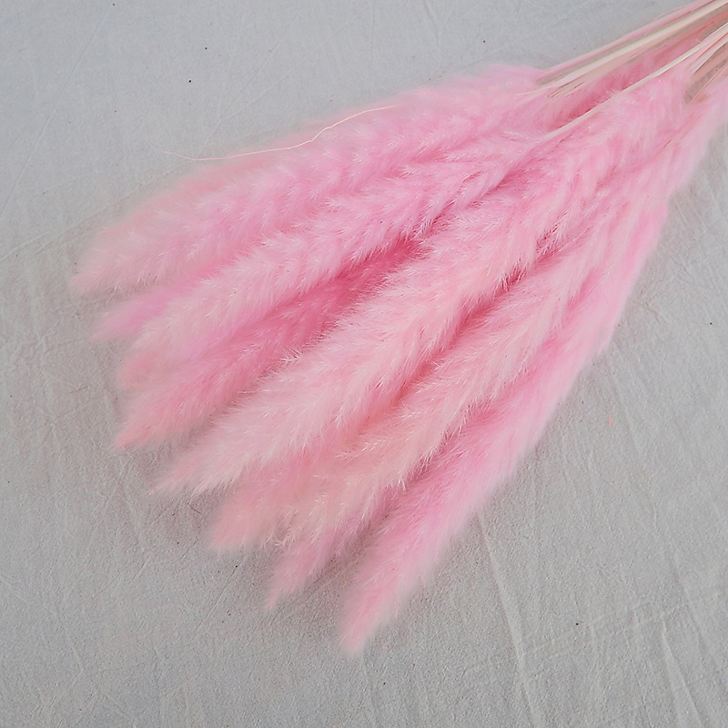 Natural Dried Pampas Grass Mul - Pampas Grass Decor recension och pris