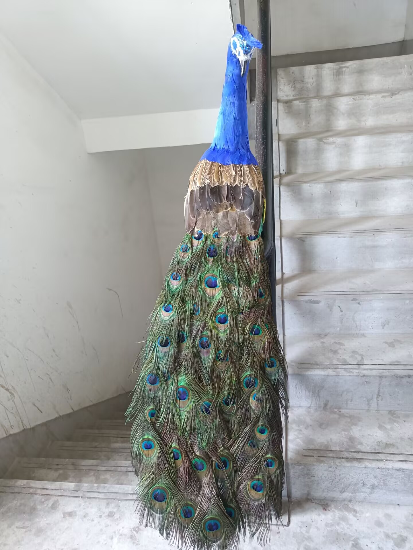 105cm Realistic Peacock Model  - Home Decor Design Ideas recension och pris